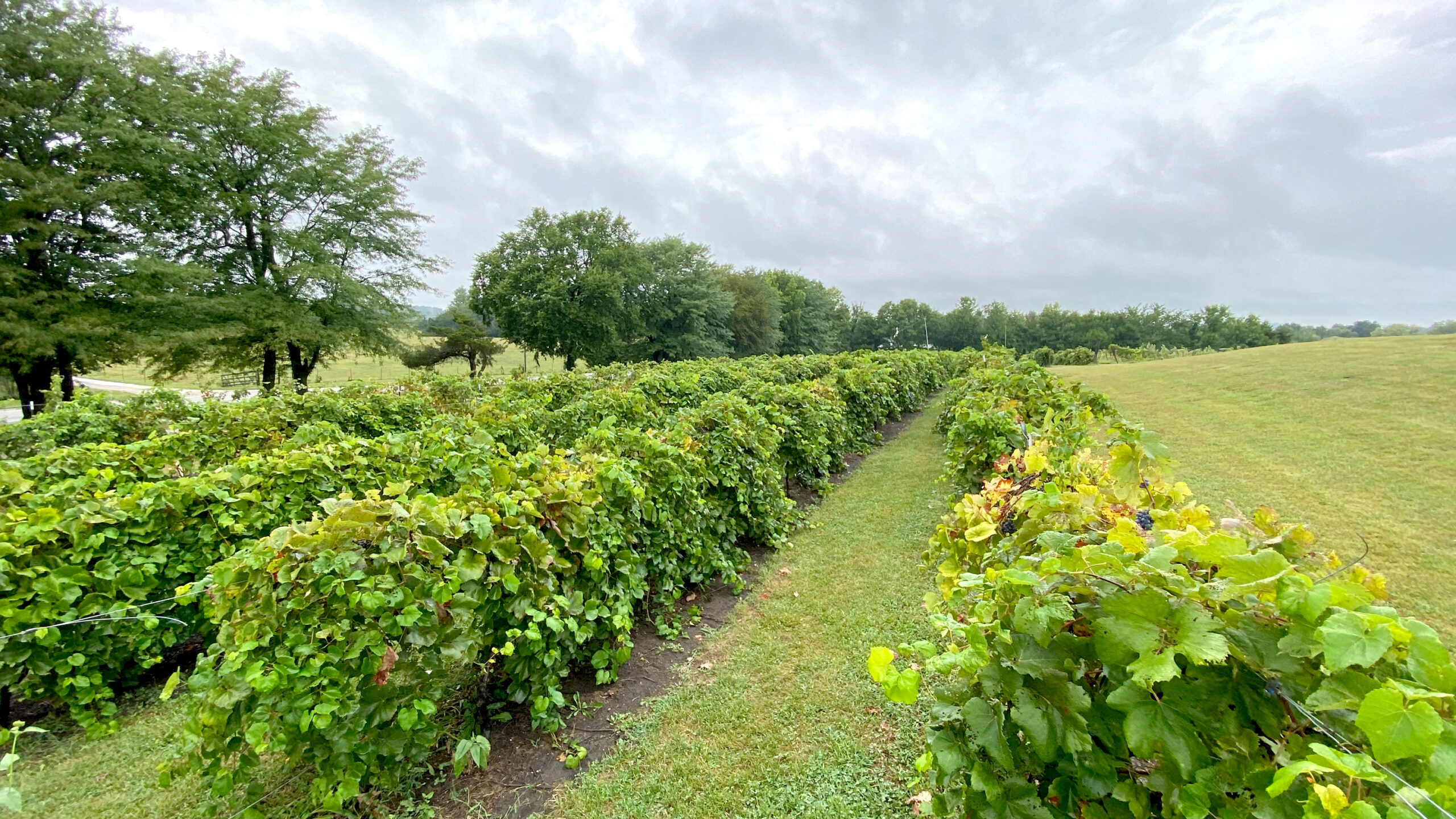 Kansas wine grapes