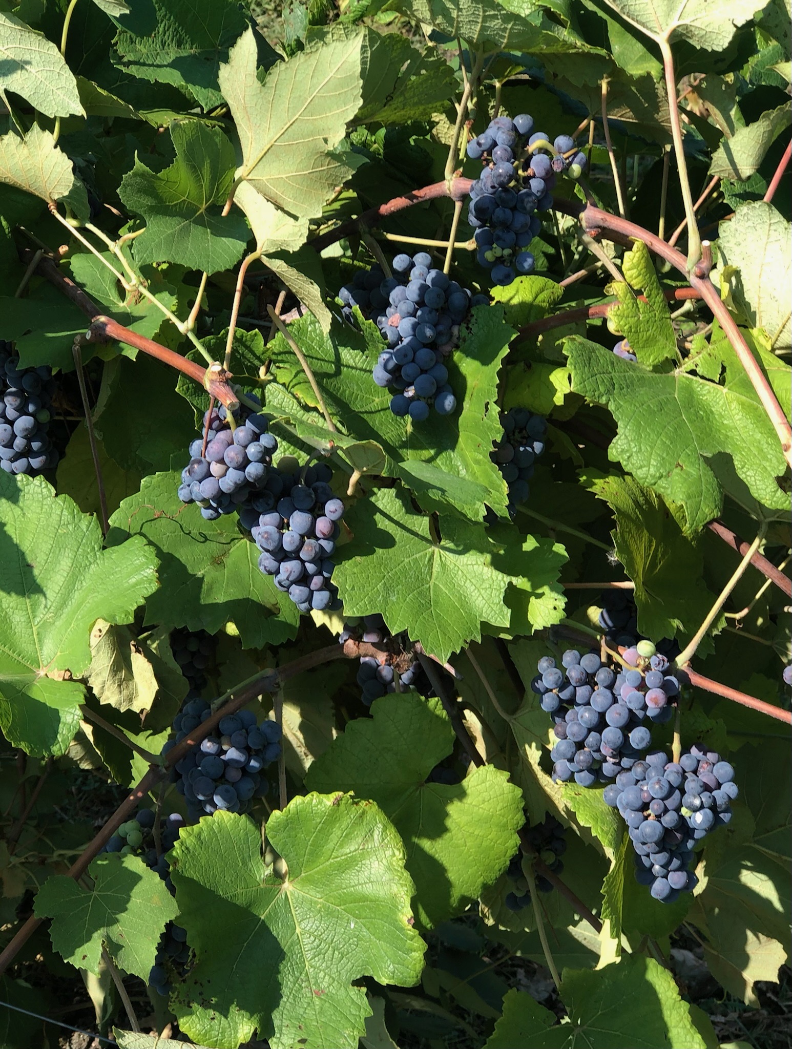 Kansas City Wines come from hearty grapes