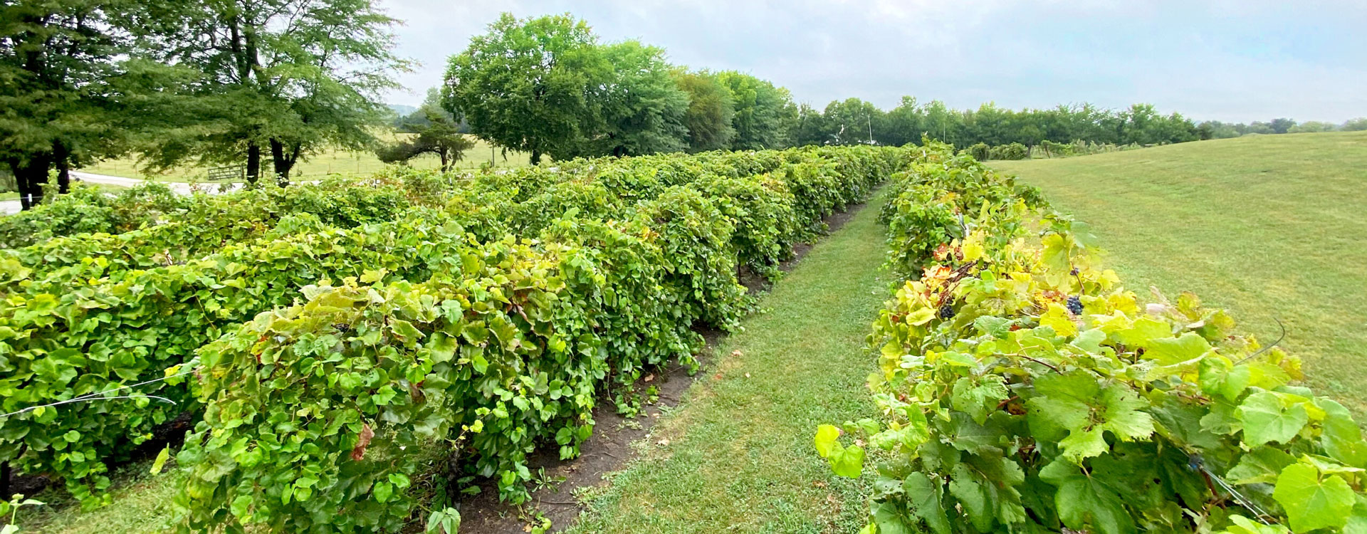 somerset ridge winery grape vines